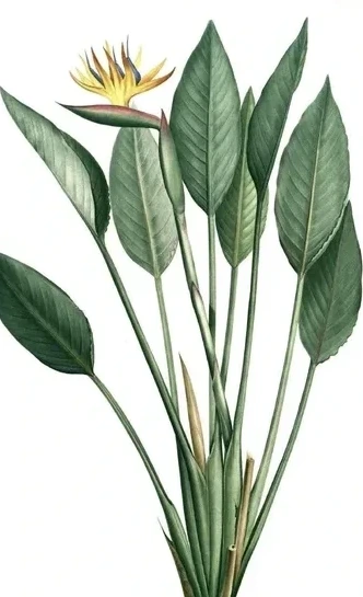 Artimuus 218