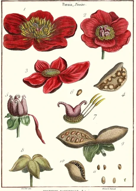 Artimuus 219