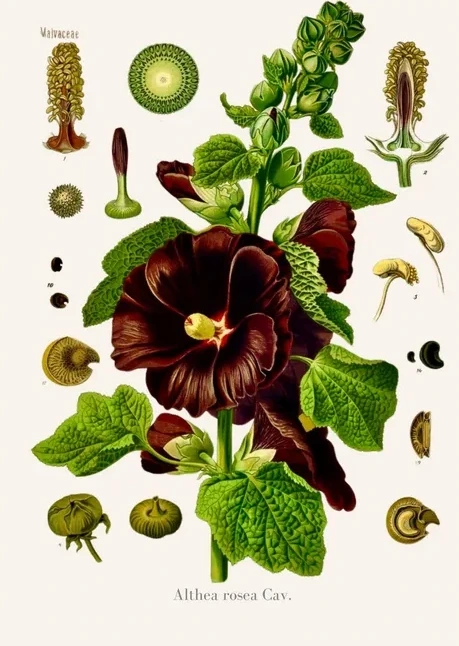 Artimuus 24
