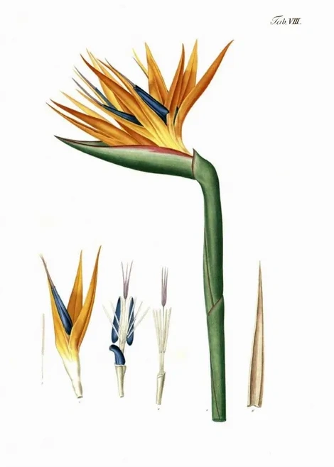 Artimuus 34