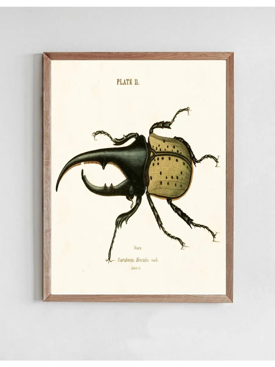 Artimuus 38