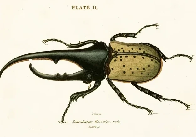 Artimuus 38