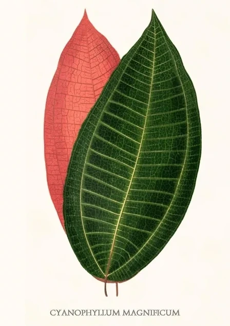 Artimuus 45