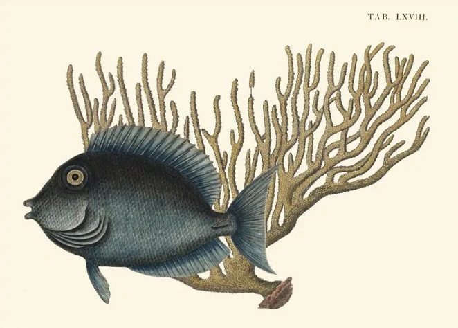Artimuus 50