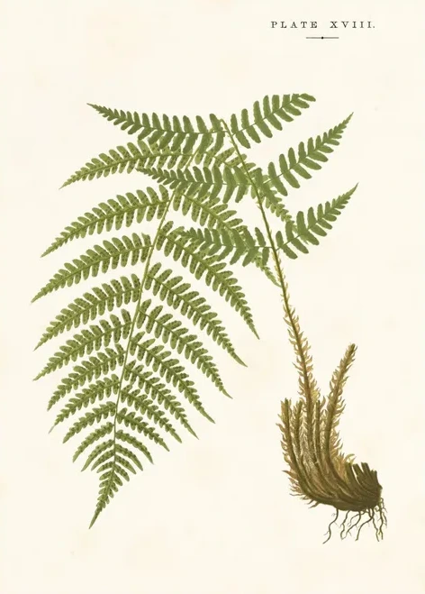 Artimuus 52