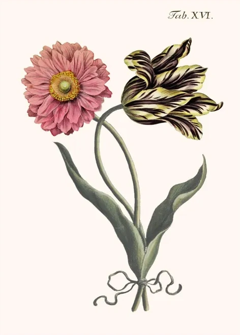 Artimuus 55