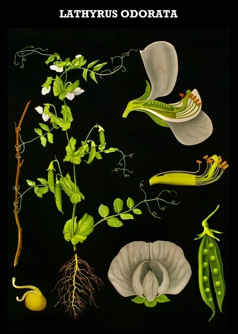 Artimuus 74