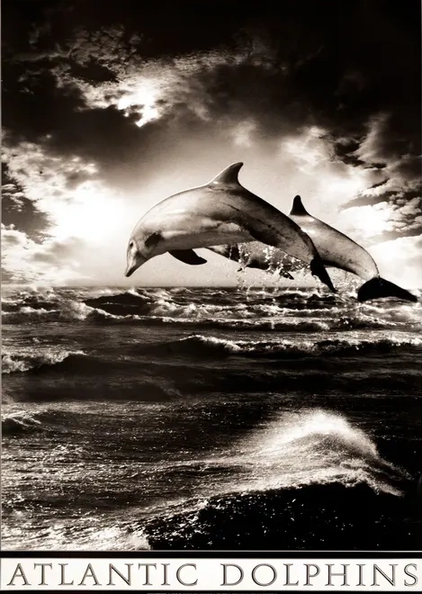 Atlantic Dolphins