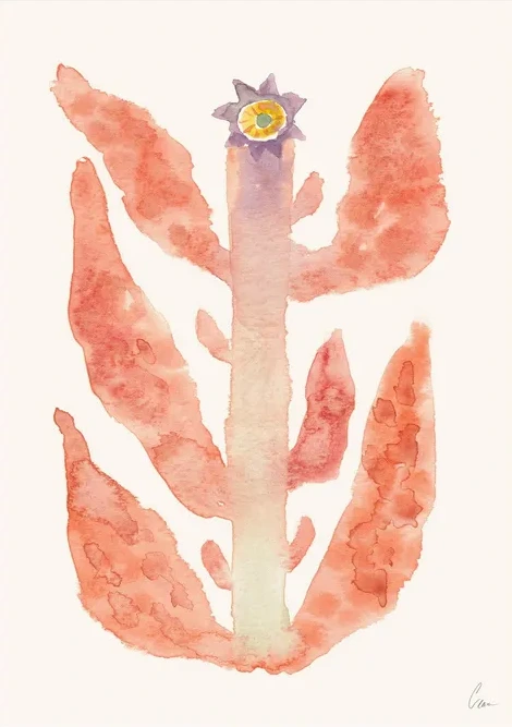 Augusti