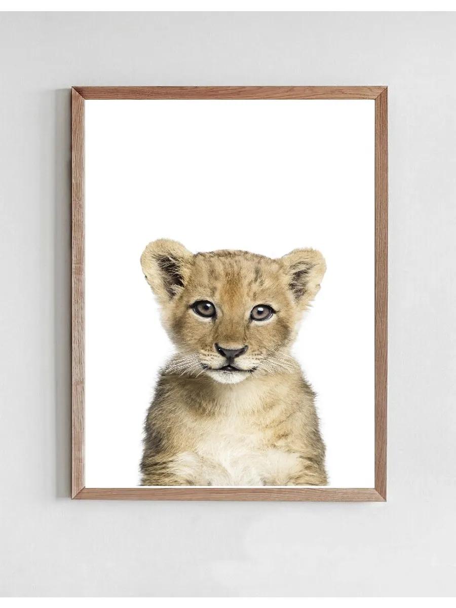 Baby Lion