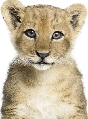 Baby Lion