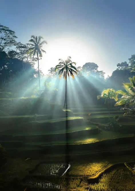Balinese Morning