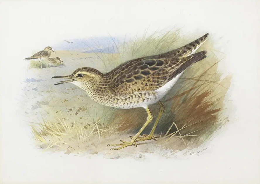 Bartram's Plover