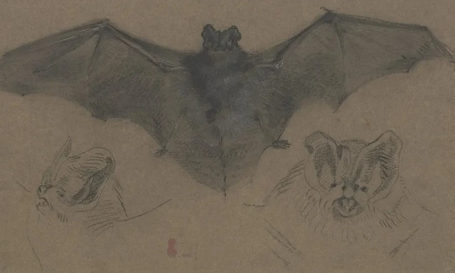 Bat