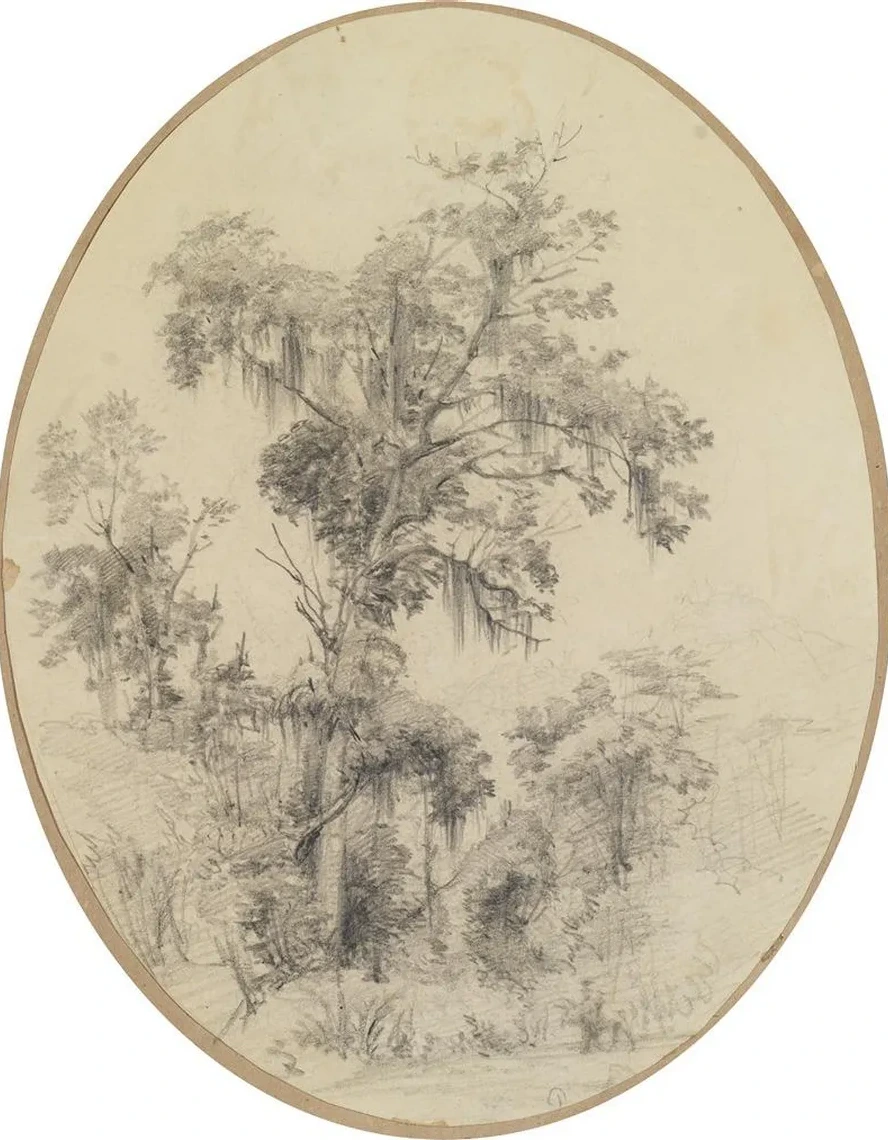 Baum Mit Herabh Ngenden Pflanzenfasern