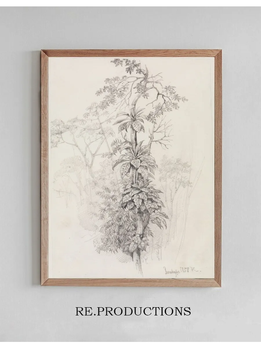 Baumstudie Aus Dem Urwald