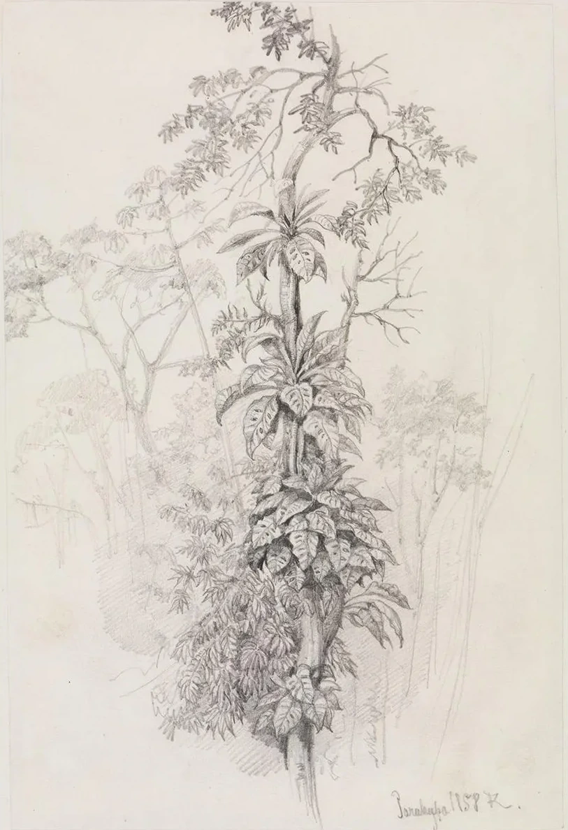 Baumstudie Aus Dem Urwald