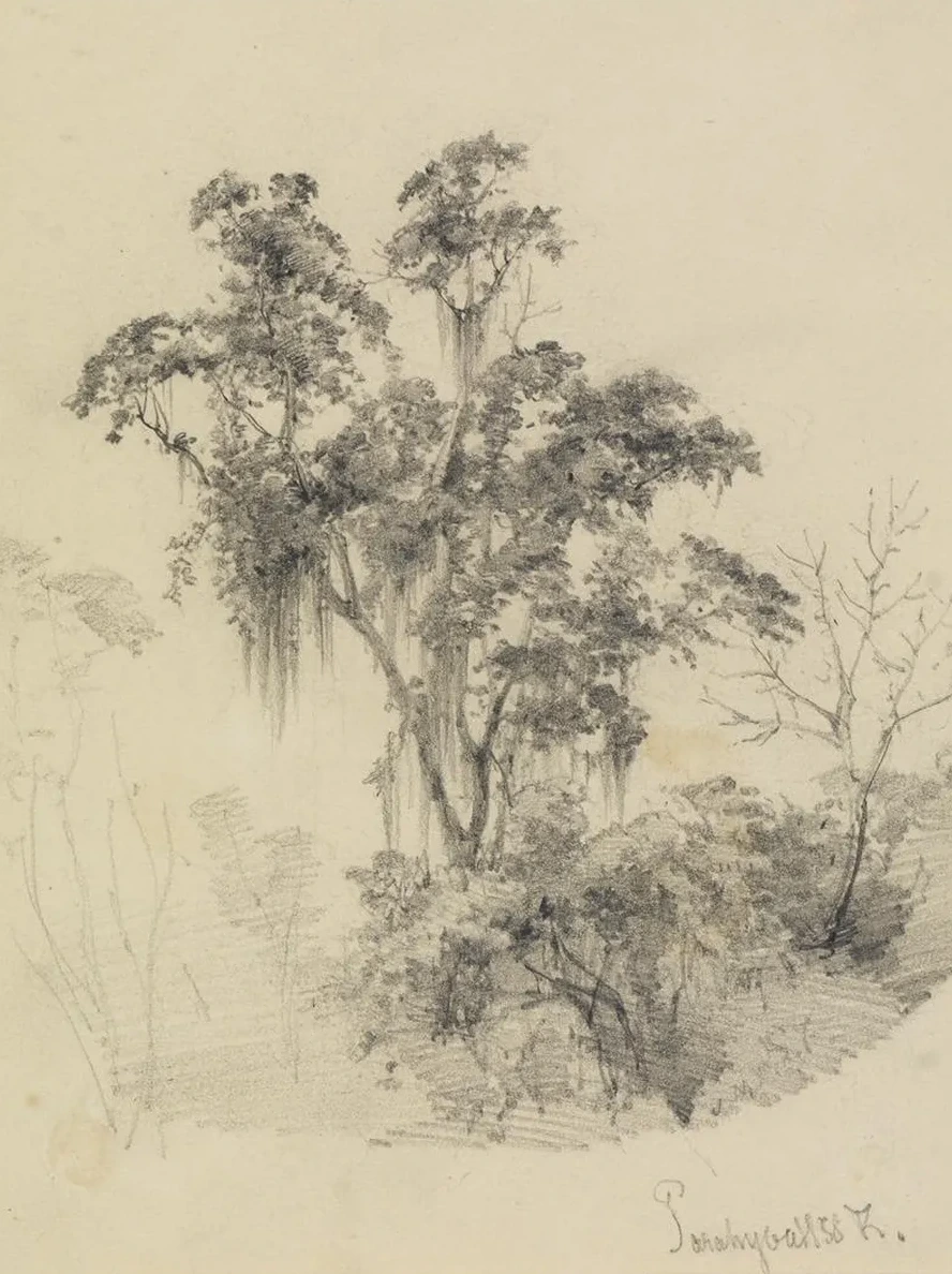 Baumstudie IM Urwald