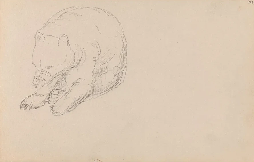 Bear