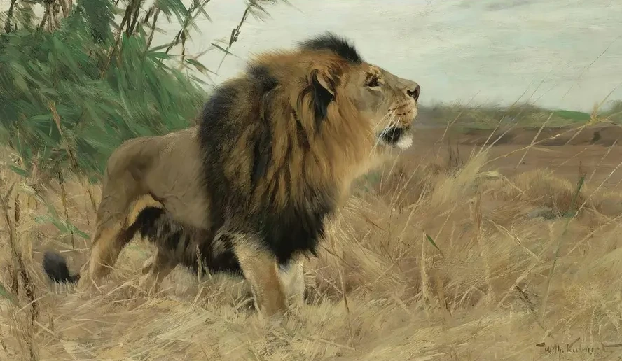 Beberl we (Berber Lion)