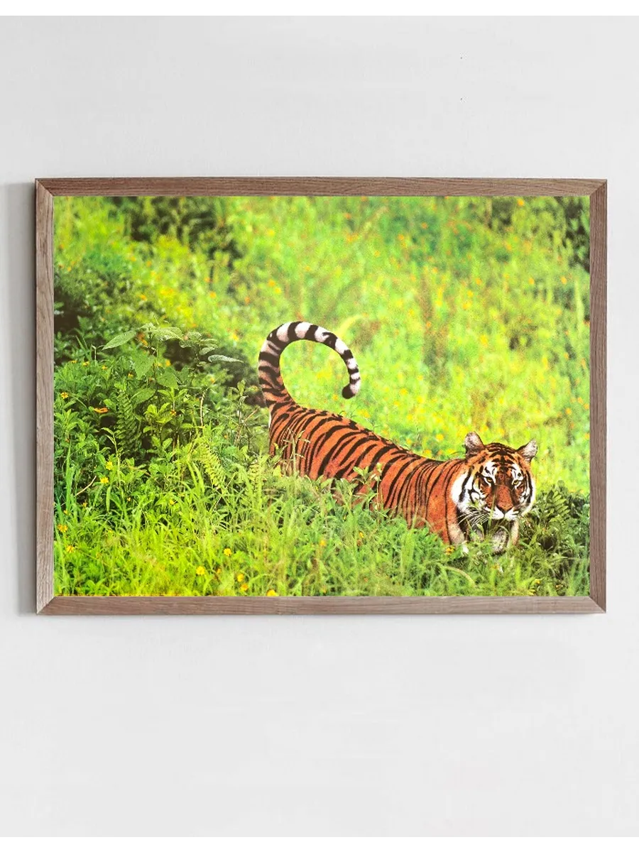 Bengal Tiger