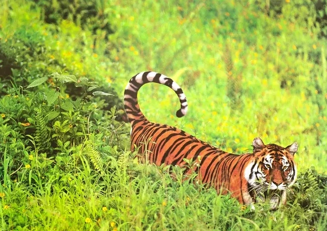 Bengal Tiger