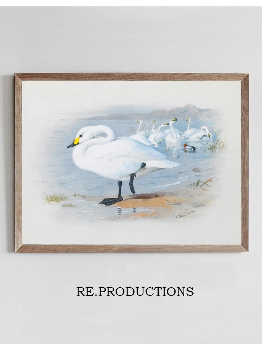 Bewick's Swan