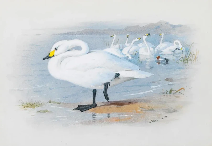 Bewick's Swan