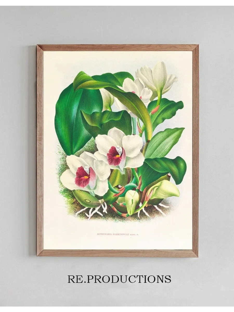 Bifrenaria Harrisoniae
