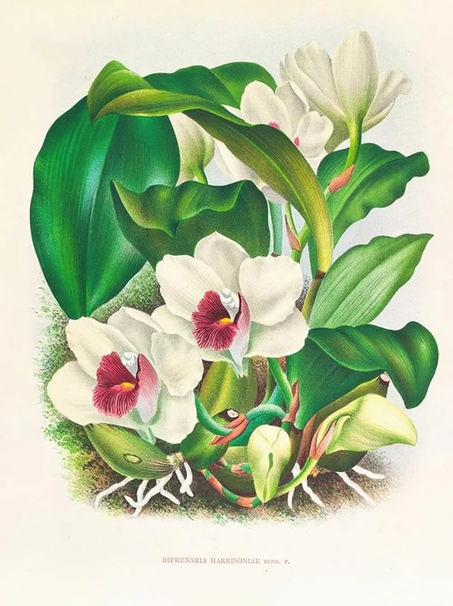 Bifrenaria Harrisoniae