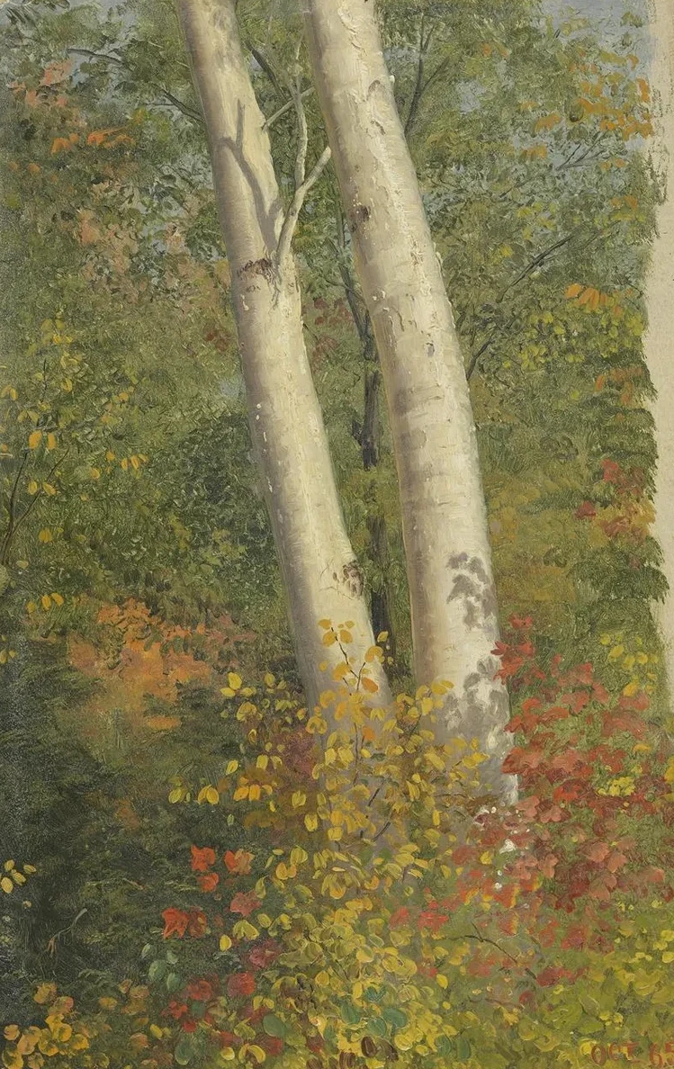 Birch Trees in Autumn