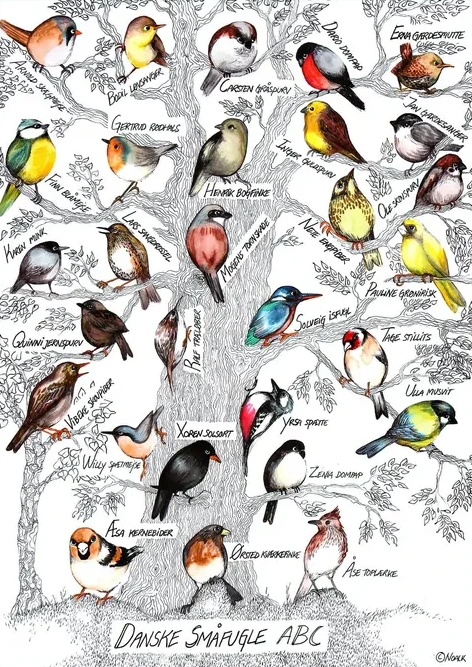 Bird ABC