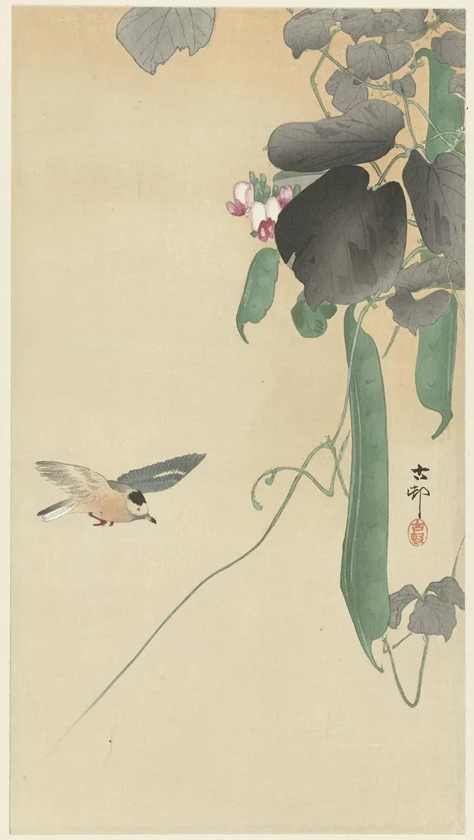 Bird at Flowering Bean Plant