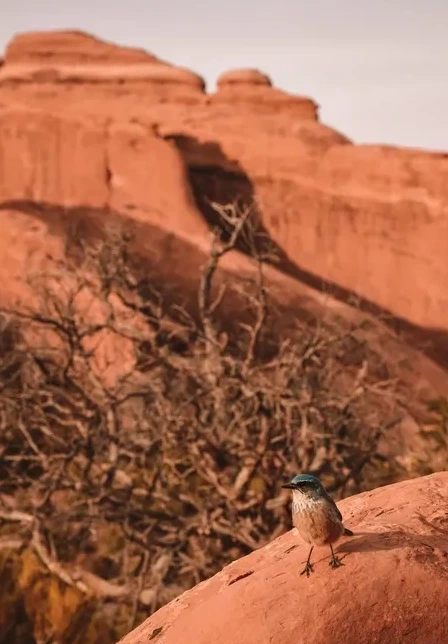 Bird of the Canyonlands National Park - USA