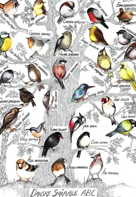 Birds ABC