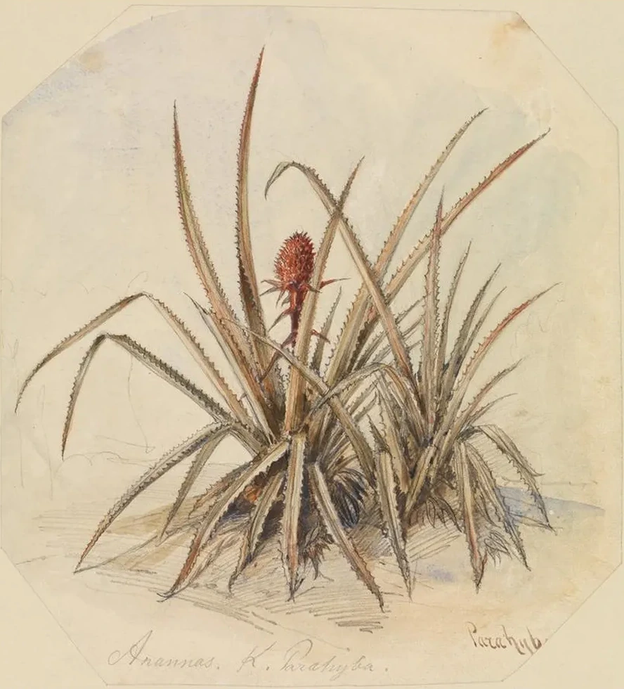Bl hende Ananas