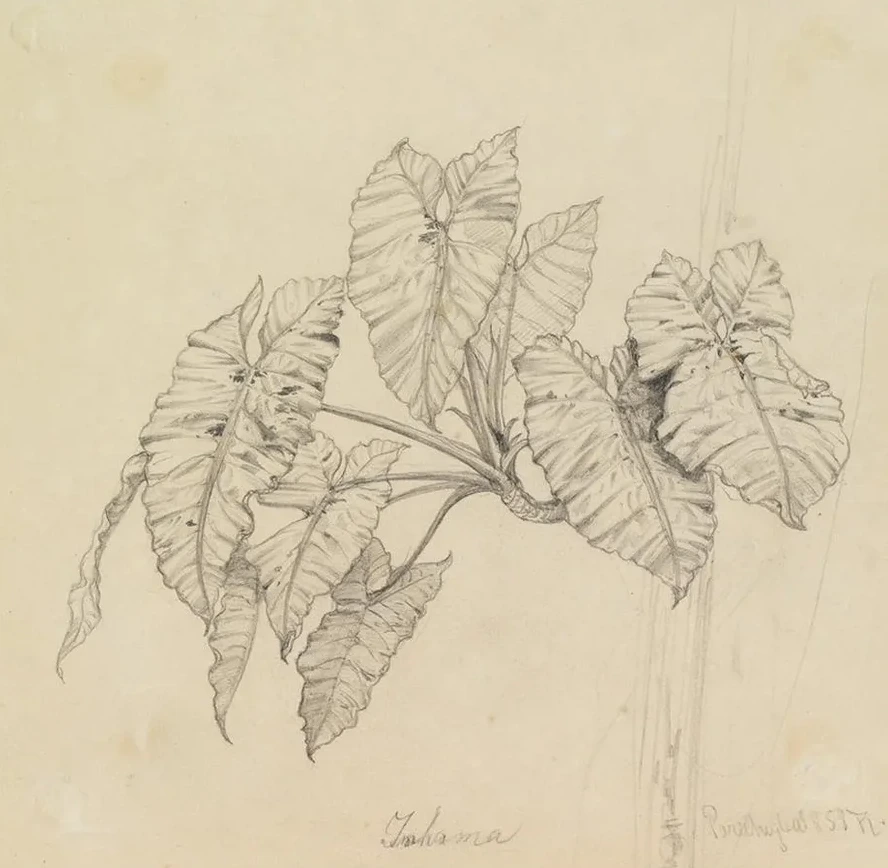 Bl Tterstudie