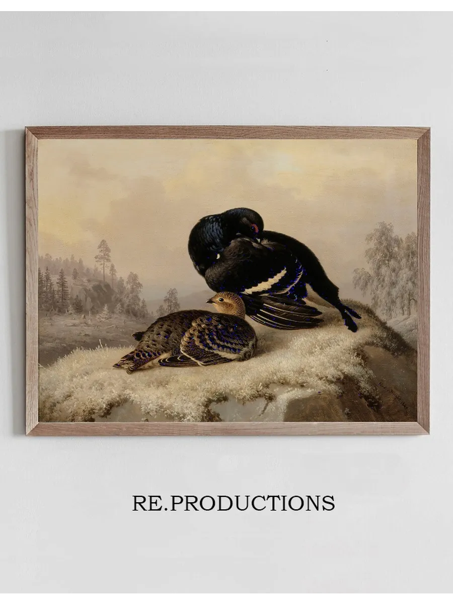 Black Grouse, Cock And Hen