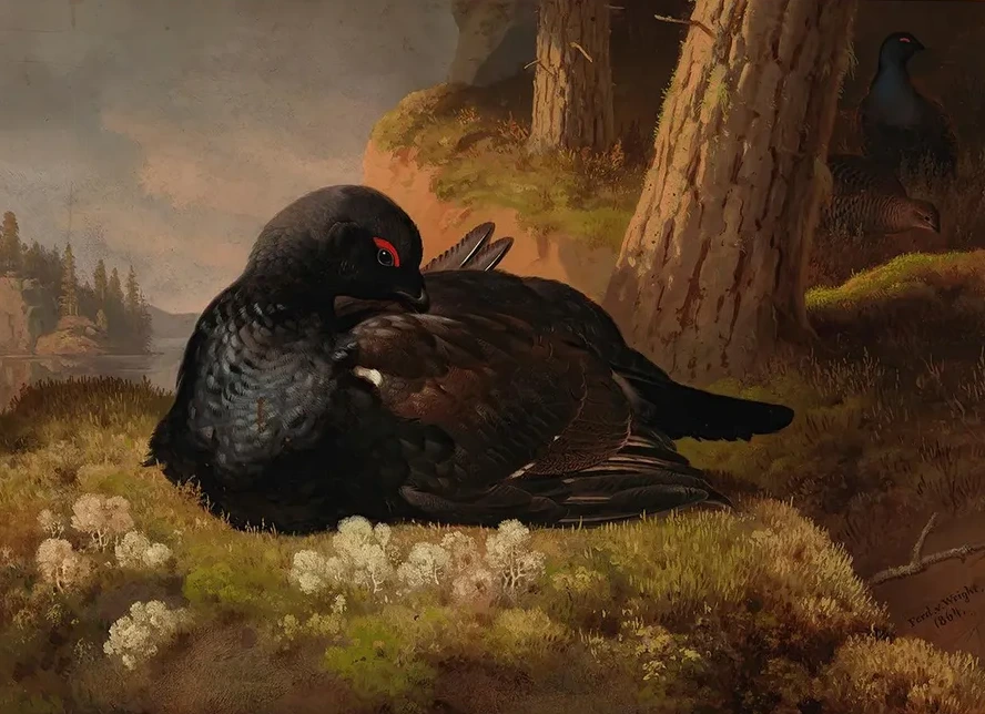 Black Grouse