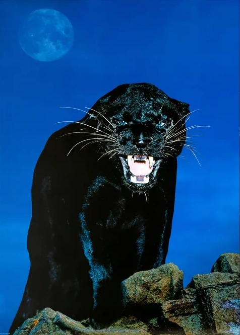 Black Panther