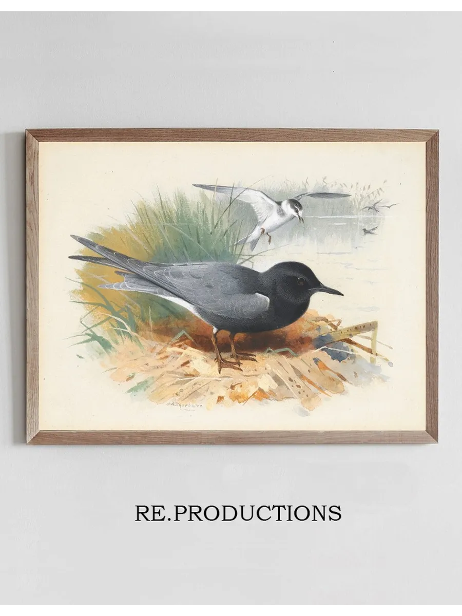 Black Tern Great Shearwater