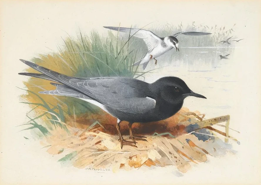Black Tern Great Shearwater