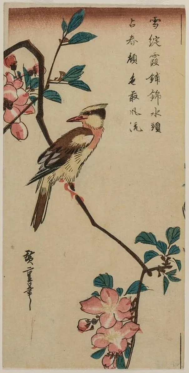Black - Naped Oriole (Korean Warbler) on a Hall Crabapple