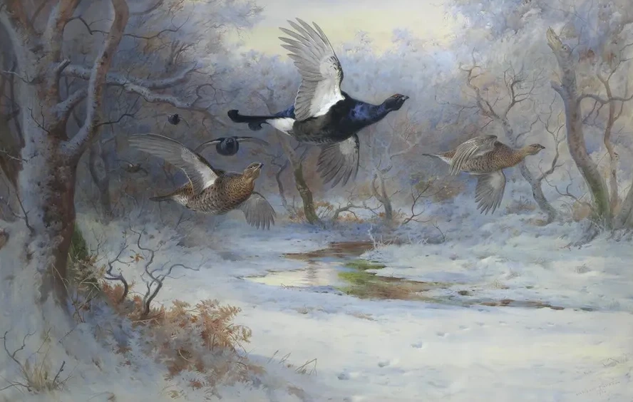 Blackcock And Grouse In Flight Winter