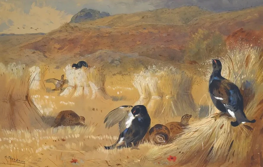 Blackcock In A Field