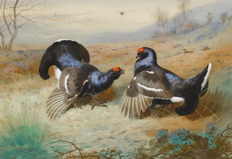 Blackcocks At The Lek