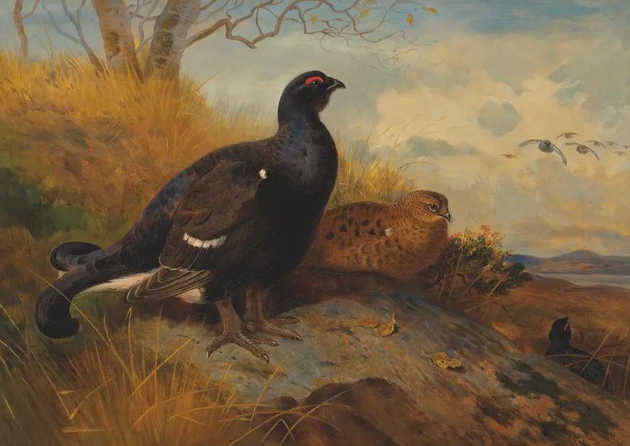 Blackgame on a Rocky Outcrop, with a Loch Beyond