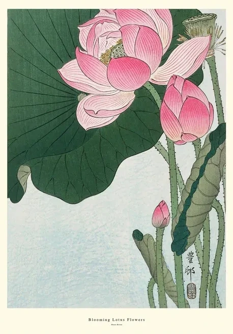 Blooming Lotus Flowers