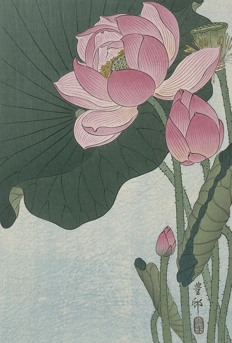 Blooming Lotus Flowers
