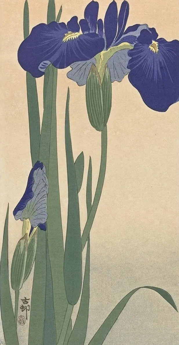 Blue Irises